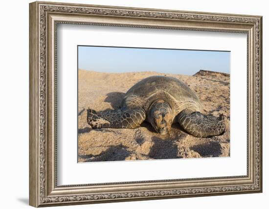 Green Turtle, Ras Al Jinz, Oman.-Sergio Pitamitz-Framed Photographic Print