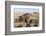 Green Turtle, Ras Al Jinz, Oman.-Sergio Pitamitz-Framed Photographic Print