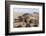 Green Turtle, Ras Al Jinz, Oman.-Sergio Pitamitz-Framed Photographic Print