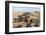 Green Turtle, Ras Al Jinz, Oman.-Sergio Pitamitz-Framed Photographic Print