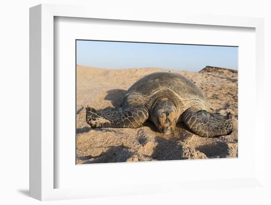 Green Turtle, Ras Al Jinz, Oman.-Sergio Pitamitz-Framed Photographic Print