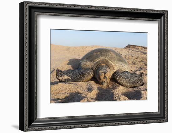 Green Turtle, Ras Al Jinz, Oman.-Sergio Pitamitz-Framed Photographic Print