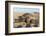 Green Turtle, Ras Al Jinz, Oman.-Sergio Pitamitz-Framed Photographic Print