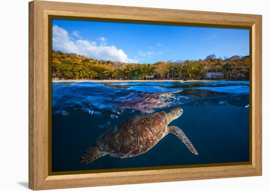 Green Turtle - Sea Turtle-Barathieu Gabriel-Framed Premier Image Canvas