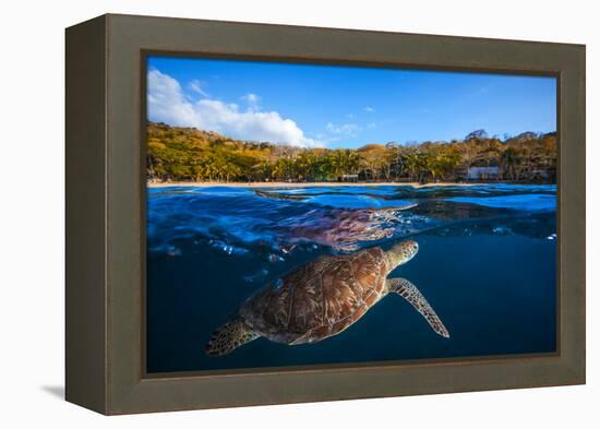 Green Turtle - Sea Turtle-Barathieu Gabriel-Framed Premier Image Canvas