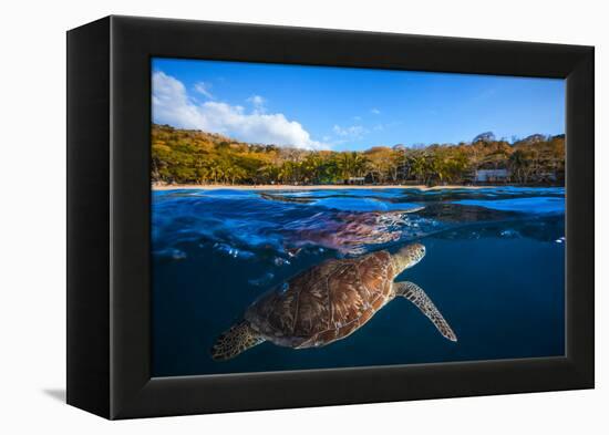 Green Turtle - Sea Turtle-Barathieu Gabriel-Framed Premier Image Canvas