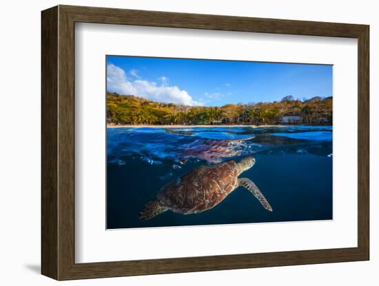 Green Turtle - Sea Turtle-Barathieu Gabriel-Framed Photographic Print