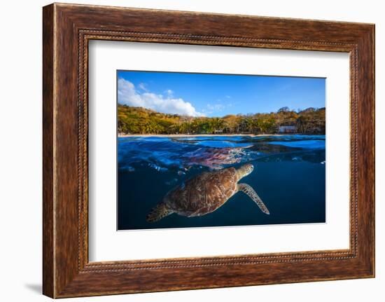 Green Turtle - Sea Turtle-Barathieu Gabriel-Framed Photographic Print