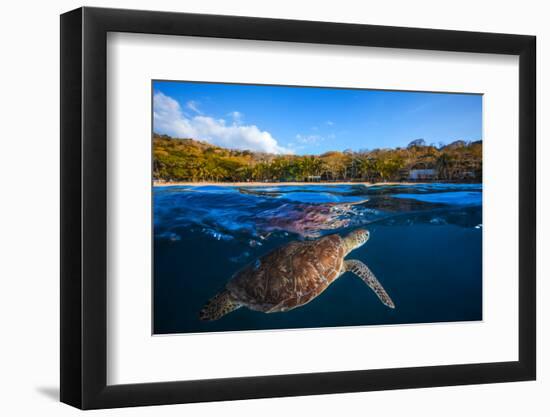 Green Turtle - Sea Turtle-Barathieu Gabriel-Framed Photographic Print