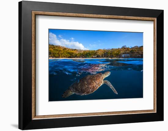 Green Turtle - Sea Turtle-Barathieu Gabriel-Framed Photographic Print