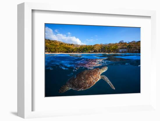 Green Turtle - Sea Turtle-Barathieu Gabriel-Framed Photographic Print