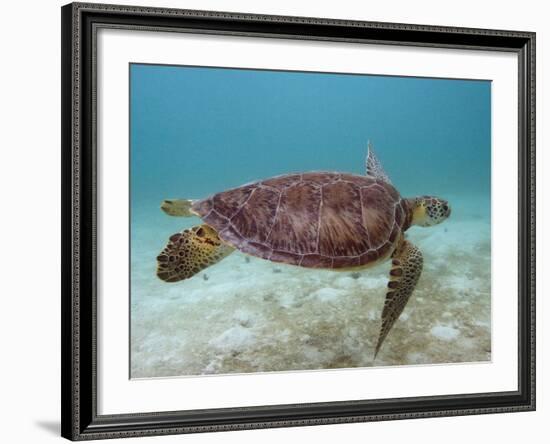 Green Turtle, Sian Ka'An Biosphere Reserve, Quintana Roo, Yucatan Peninsula, Mexico-Pete Oxford-Framed Photographic Print