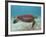 Green Turtle, Sian Ka'An Biosphere Reserve, Quintana Roo, Yucatan Peninsula, Mexico-Pete Oxford-Framed Photographic Print