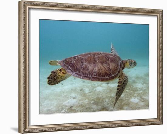 Green Turtle, Sian Ka'An Biosphere Reserve, Quintana Roo, Yucatan Peninsula, Mexico-Pete Oxford-Framed Photographic Print