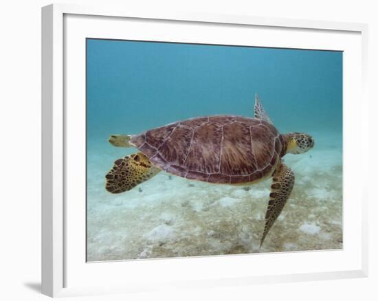 Green Turtle, Sian Ka'An Biosphere Reserve, Quintana Roo, Yucatan Peninsula, Mexico-Pete Oxford-Framed Photographic Print