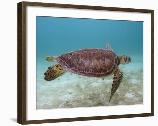 Green Turtle, Sian Ka'An Biosphere Reserve, Quintana Roo, Yucatan Peninsula, Mexico-Pete Oxford-Framed Photographic Print