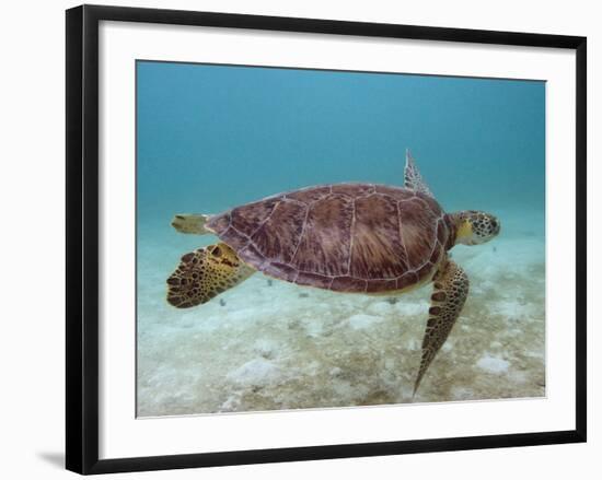 Green Turtle, Sian Ka'An Biosphere Reserve, Quintana Roo, Yucatan Peninsula, Mexico-Pete Oxford-Framed Photographic Print