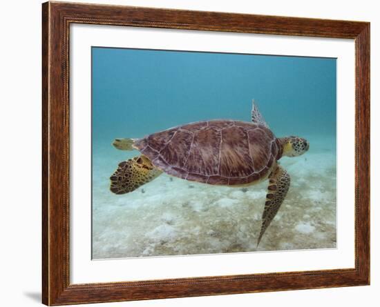 Green Turtle, Sian Ka'An Biosphere Reserve, Quintana Roo, Yucatan Peninsula, Mexico-Pete Oxford-Framed Photographic Print