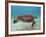 Green Turtle, Sian Ka'An Biosphere Reserve, Quintana Roo, Yucatan Peninsula, Mexico-Pete Oxford-Framed Photographic Print