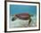 Green Turtle, Sian Ka'An Biosphere Reserve, Quintana Roo, Yucatan Peninsula, Mexico-Pete Oxford-Framed Photographic Print