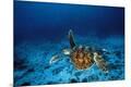 Premium Photographic Print