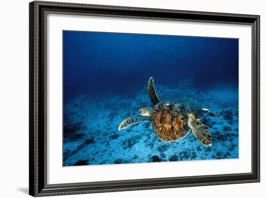 Green Turtle Swimming Underwater-null-Framed Photographic Print