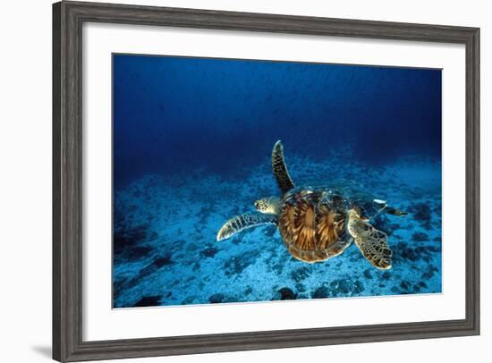 Green Turtle Swimming Underwater-null-Framed Photographic Print