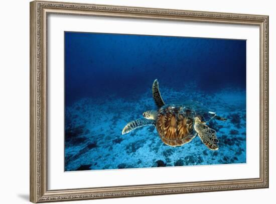 Green Turtle Swimming Underwater-null-Framed Photographic Print