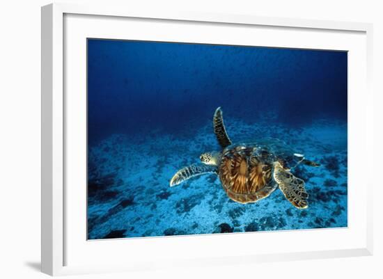 Green Turtle Swimming Underwater-null-Framed Photographic Print