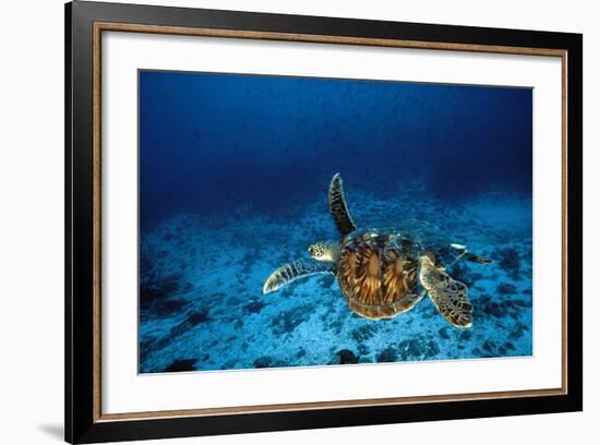 Green Turtle Swimming Underwater-null-Framed Photographic Print