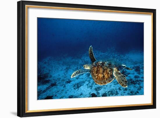 Green Turtle Swimming Underwater-null-Framed Photographic Print
