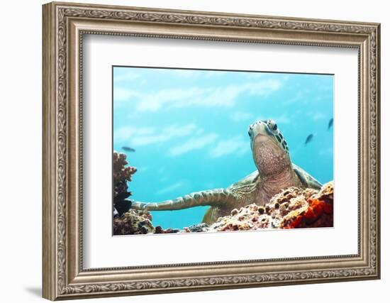 Green Turtle Underwater Close-Up. Sipadan. Celebes Sea-GoodOlga-Framed Photographic Print