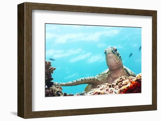 Green Turtle Underwater Close-Up. Sipadan. Celebes Sea-GoodOlga-Framed Photographic Print
