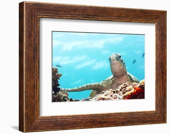 Green Turtle Underwater Close-Up. Sipadan. Celebes Sea-GoodOlga-Framed Photographic Print