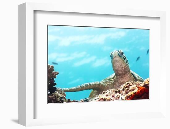 Green Turtle Underwater Close-Up. Sipadan. Celebes Sea-GoodOlga-Framed Photographic Print