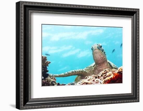 Green Turtle Underwater Close-Up. Sipadan. Celebes Sea-GoodOlga-Framed Photographic Print