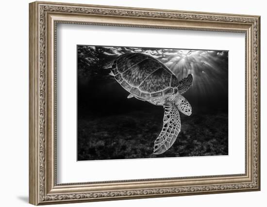 Green turtle with rays of sunlight, black and white image, Akumal, Caribbean Sea, Mexico, July-Claudio Contreras-Framed Photographic Print