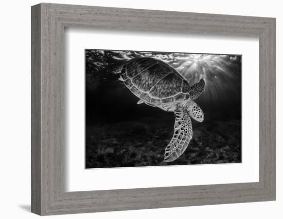 Green turtle with rays of sunlight, black and white image, Akumal, Caribbean Sea, Mexico, July-Claudio Contreras-Framed Photographic Print