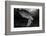 Green turtle with rays of sunlight, black and white image, Akumal, Caribbean Sea, Mexico, July-Claudio Contreras-Framed Photographic Print