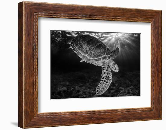 Green turtle with rays of sunlight, black and white image, Akumal, Caribbean Sea, Mexico, July-Claudio Contreras-Framed Photographic Print