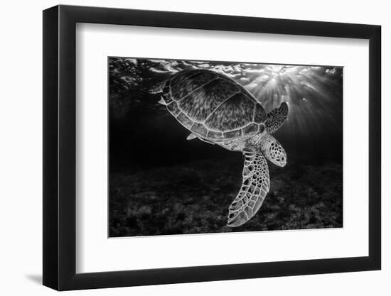 Green turtle with rays of sunlight, black and white image, Akumal, Caribbean Sea, Mexico, July-Claudio Contreras-Framed Photographic Print