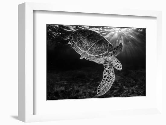 Green turtle with rays of sunlight, black and white image, Akumal, Caribbean Sea, Mexico, July-Claudio Contreras-Framed Photographic Print