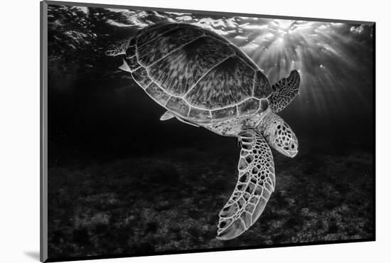 Green turtle with rays of sunlight, black and white image, Akumal, Caribbean Sea, Mexico, July-Claudio Contreras-Mounted Photographic Print
