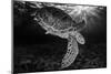 Green turtle with rays of sunlight, black and white image, Akumal, Caribbean Sea, Mexico, July-Claudio Contreras-Mounted Photographic Print