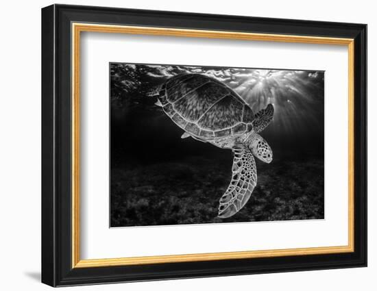 Green turtle with rays of sunlight, black and white image, Akumal, Caribbean Sea, Mexico, July-Claudio Contreras-Framed Photographic Print