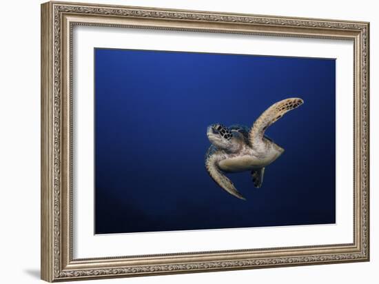 Green Turtle-Barathieu Gabriel-Framed Giclee Print