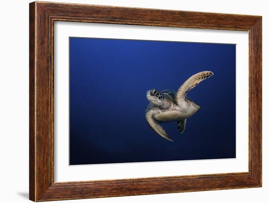 Green Turtle-Barathieu Gabriel-Framed Giclee Print