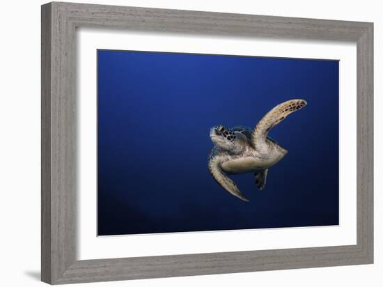 Green Turtle-Barathieu Gabriel-Framed Giclee Print