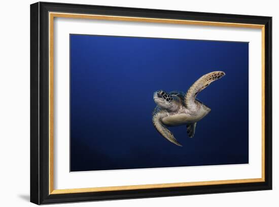 Green Turtle-Barathieu Gabriel-Framed Giclee Print