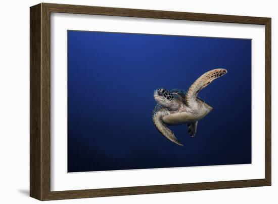 Green Turtle-Barathieu Gabriel-Framed Giclee Print